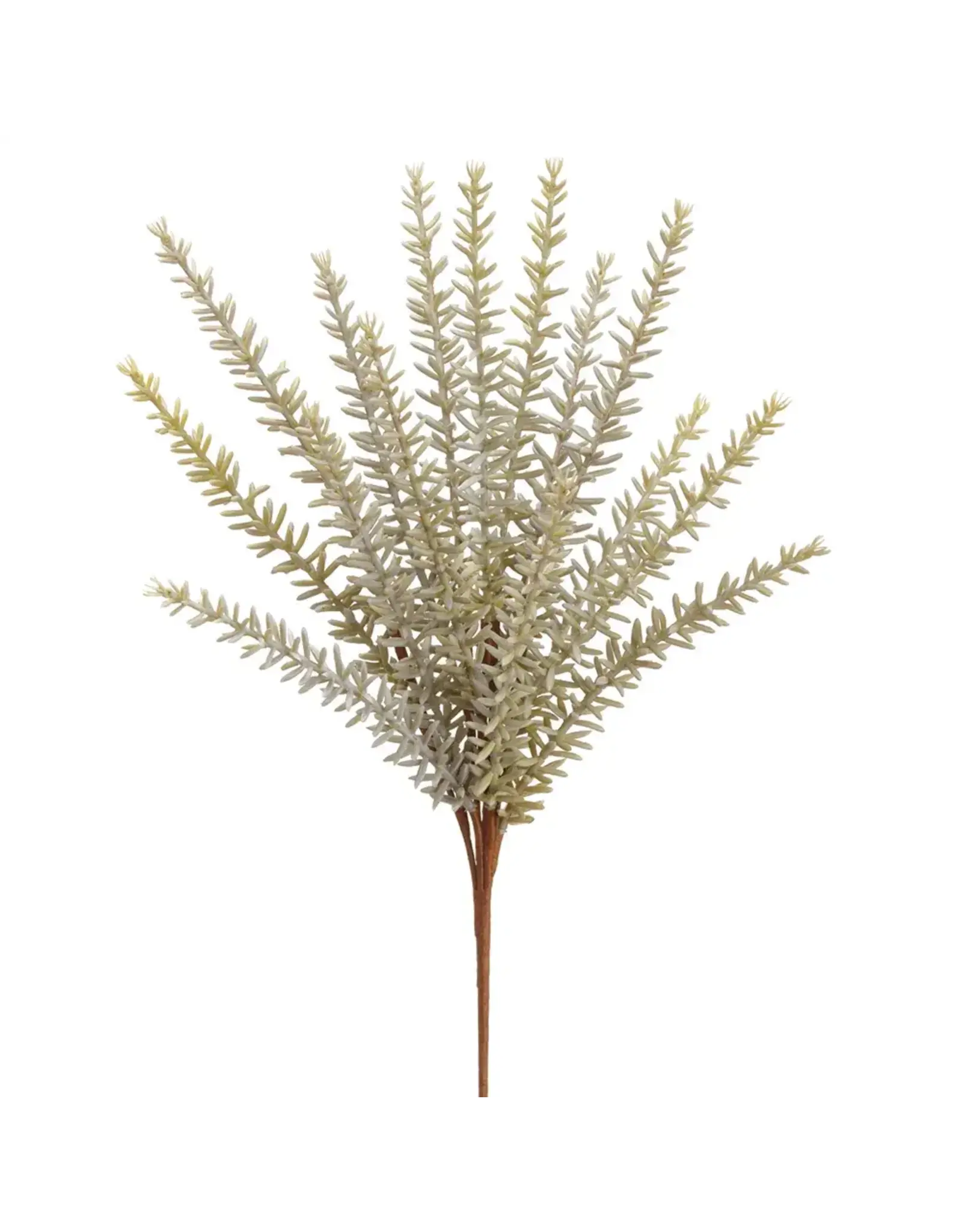 Rosemary Bush, grey