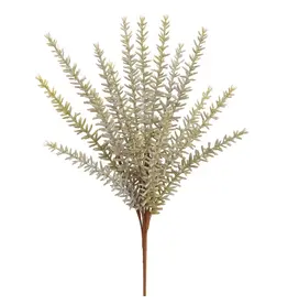 Rosemary Bush, grey