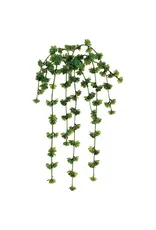 Sedum Vine, 20in