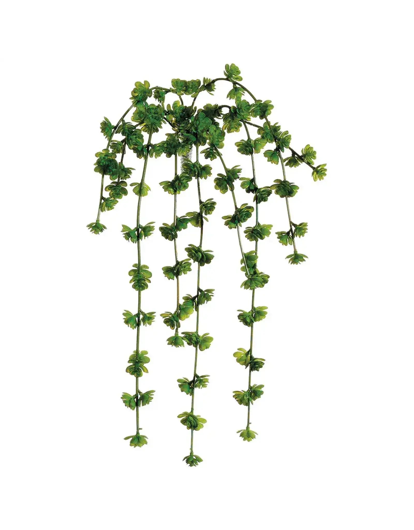 Sedum Vine, 20in
