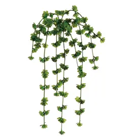 Sedum Vine, 20in