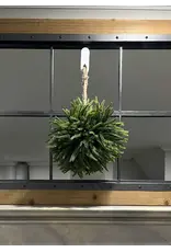 Norfolk Pine Topiary Ball