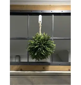 Norfolk Pine Topiary Ball