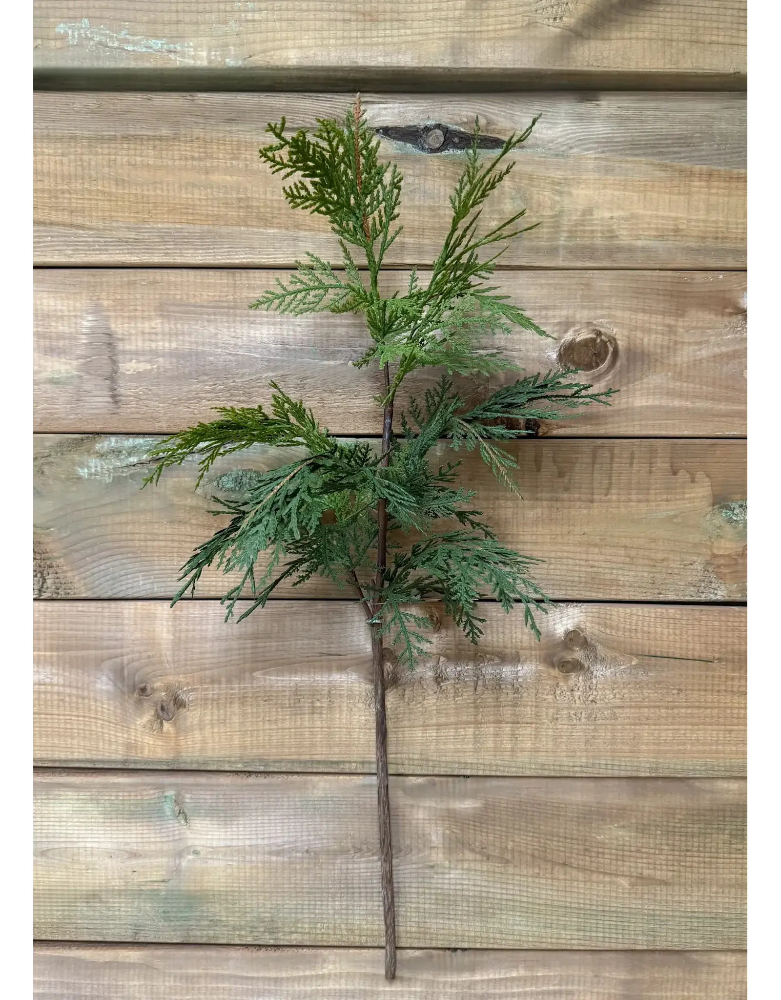 28" Fresh Touch Northern White Cedar Spray