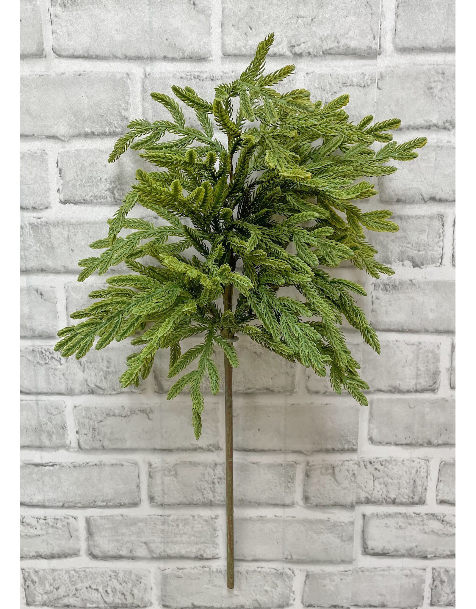 34" Fresh Touch Norfolk Island Pine Spray