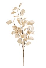 Beige Eucalyptus Branch