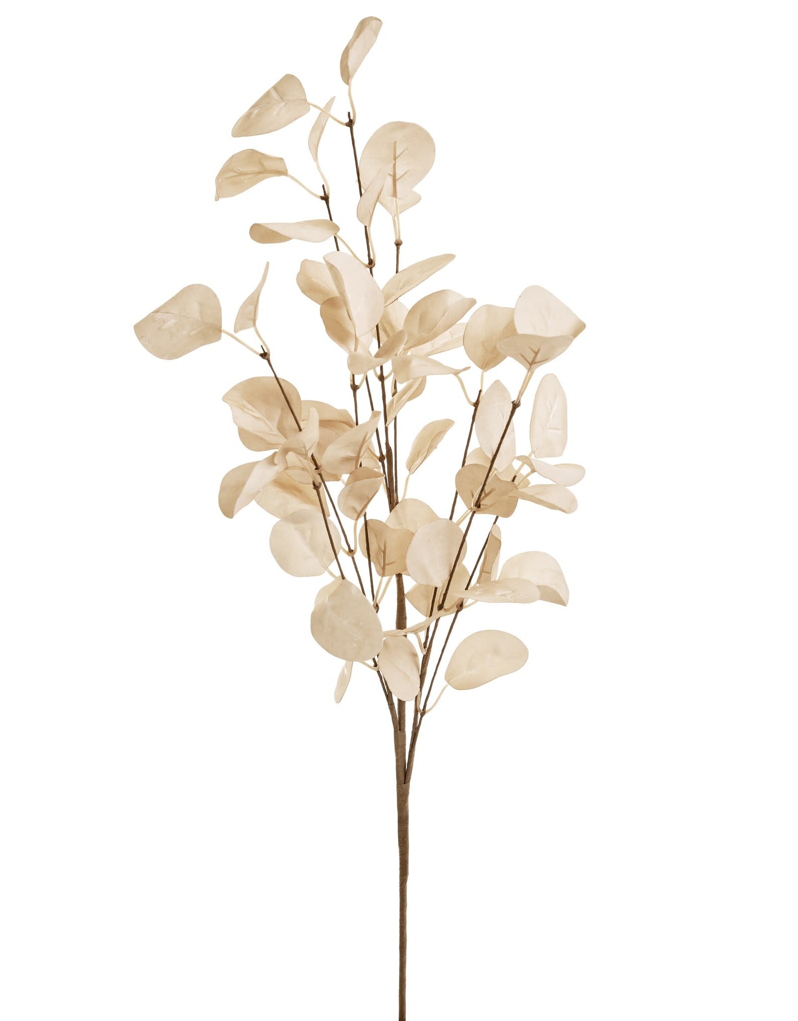 Beige Eucalyptus Branch