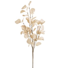 Beige Eucalyptus Branch