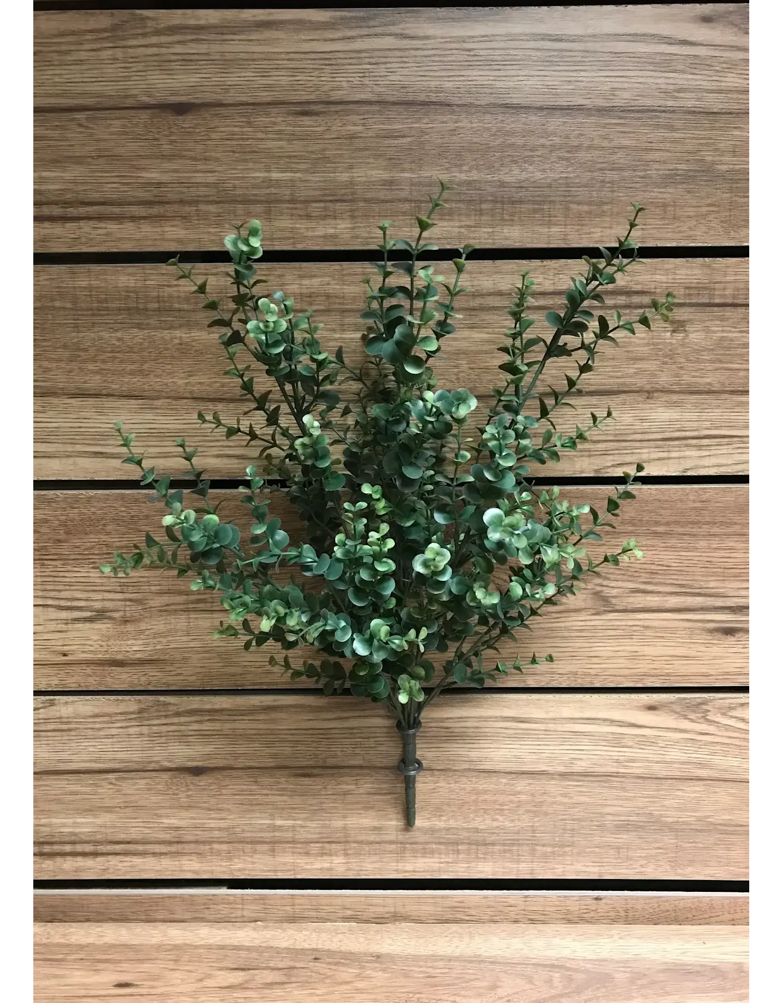 20" Eucalyptus Bush