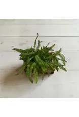 18" Fresh Touch Boston Sword Fern Bush