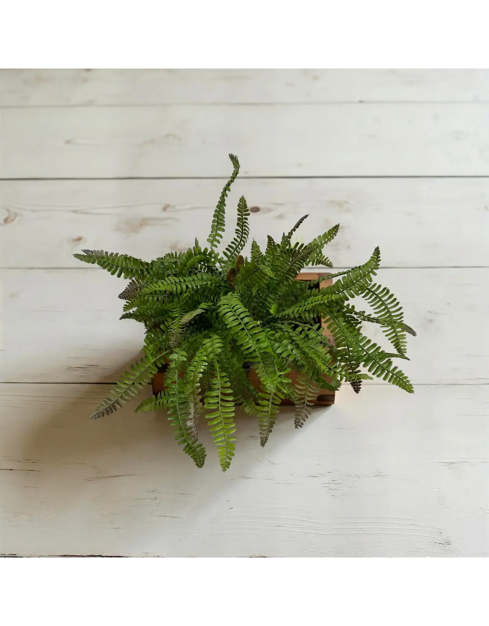 18" Fresh Touch Boston Sword Fern Bush