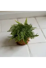 19" Dwarf Tree Fern Bush