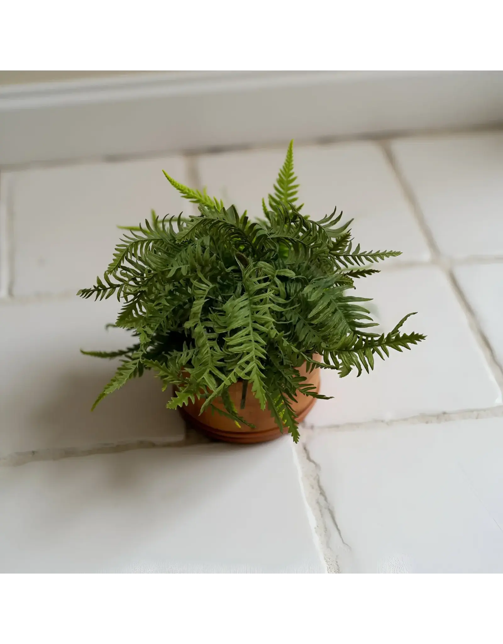 19" Dwarf Tree Fern Bush