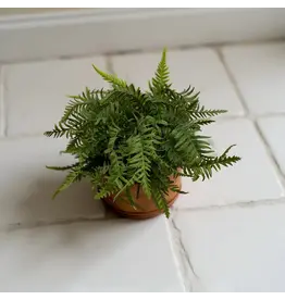 19" Dwarf Tree Fern Bush