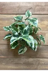 15" Pothos Bush