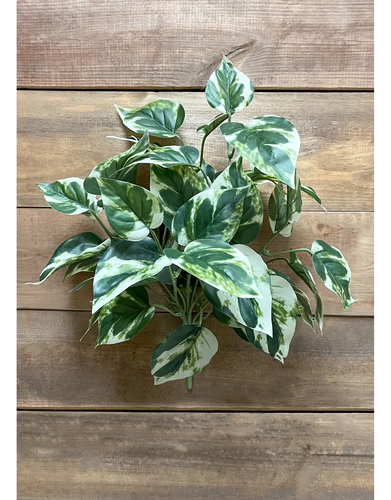 15" Pothos Bush