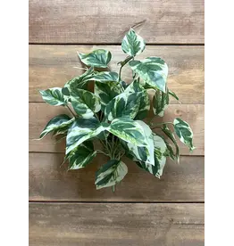 15" Pothos Bush