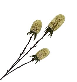 Holland Imports Spray Banksia 29" Cream
