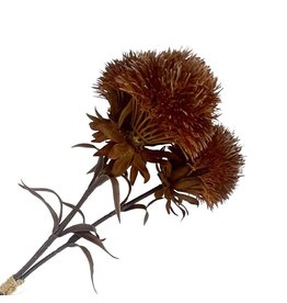 Holland Imports Spray Dianthus 16" Brown