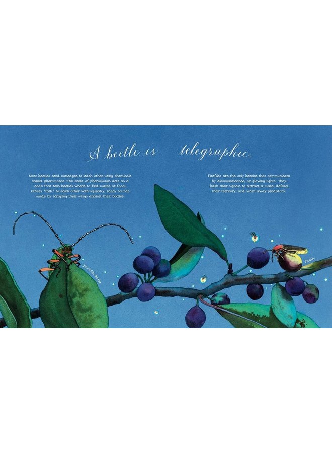 A Beetle is Shy