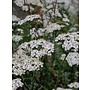 Achillea millefolium - Yarrow (Seed)