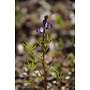 Lupinus truncatus - Collared Annual Lupine (Seed)