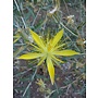 Mentzelia laevicaulis - Blazing Star (Seed)