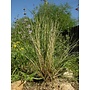 Stipa hymenoides - Indian Ricegrass (Seed)