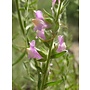 Antirrhinum multiflorum - Chaparral Snapdragon (Seed)