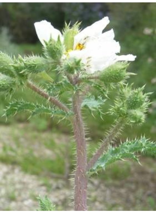 Argemone munita - Prickly Poppy, Chicalote (Seed)