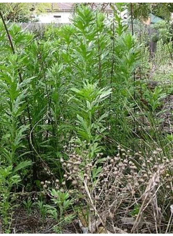 Artemisia douglasiana - Mugwort (Seed)