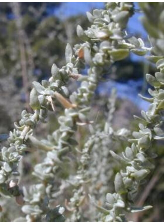 Atriplex polycarpa - Cattle Spinach, Alkali Saltbush (Seed)