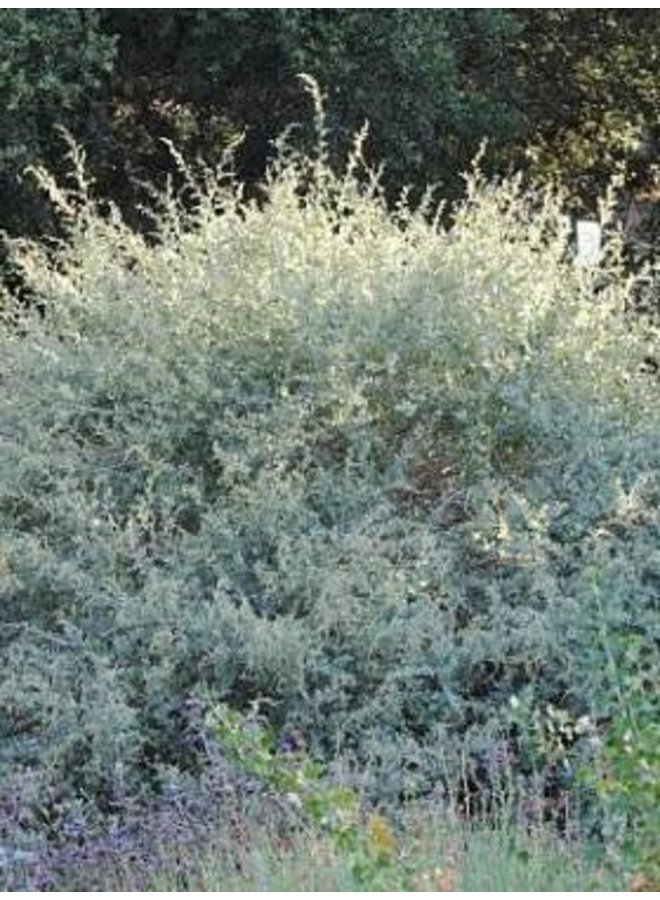 Atriplex lentiformis - Quail Bush, Big Saltbush (Seed)