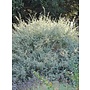 Atriplex lentiformis - Quail Bush, Big Saltbush (Seed)