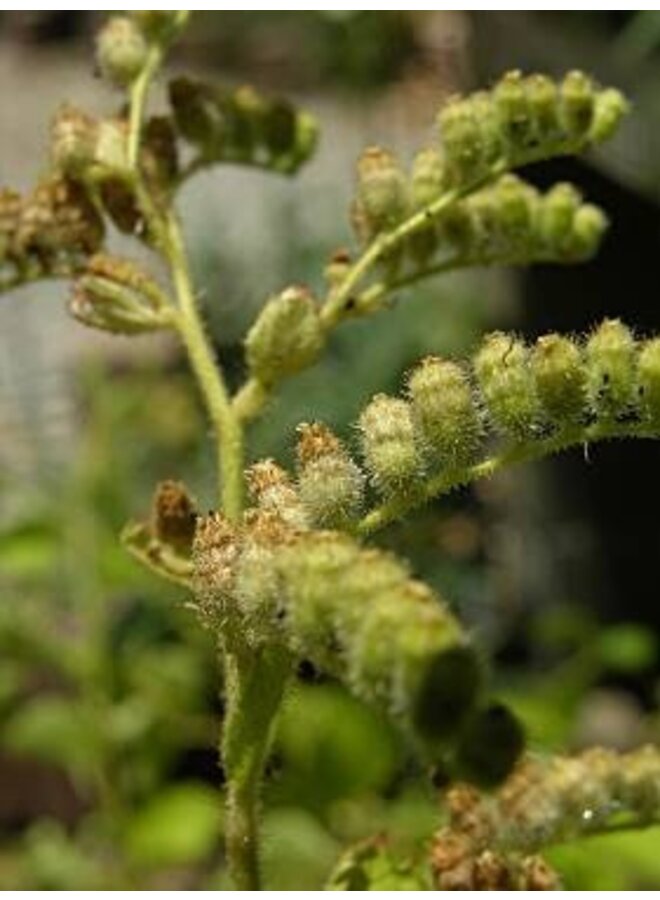 Boykinia rotundifolia - Round-Leaved Boykinia (Seed)