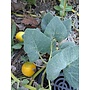 Cucurbita foetidissima - Calabazilla, Buffalo Gourd (Seed)