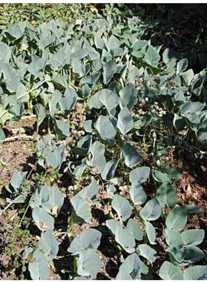 Cucurbita foetidissima - Calabazilla, Buffalo Gourd (Seed)