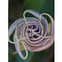 Datura wrightii - Jimsonweed (Seed)