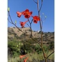 Delphinium cardinale - Scarlet Larkspur (Seed)