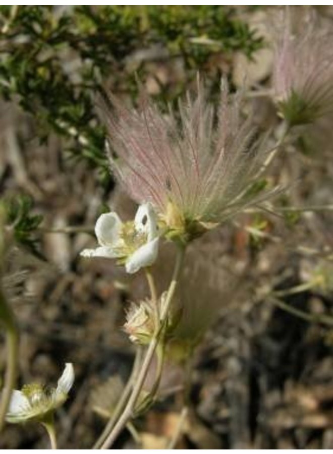 Fallugia paradoxa - Apache Plume (Seed)