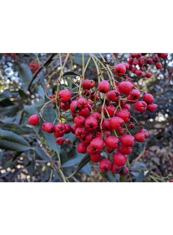 Heteromeles arbutifolia - Toyon, Christmas Berry (Seed)