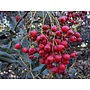 Heteromeles arbutifolia - Toyon, Christmas Berry (Seed)