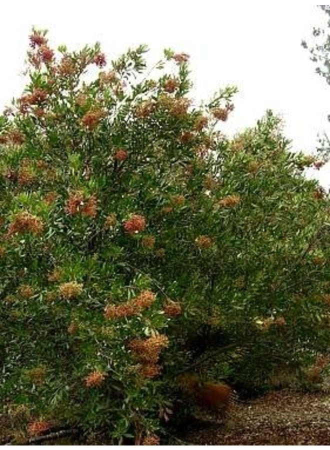 Heteromeles arbutifolia - Toyon, Christmas Berry (Seed)