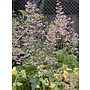 Heuchera maxima - Island Alumroot (Seed)