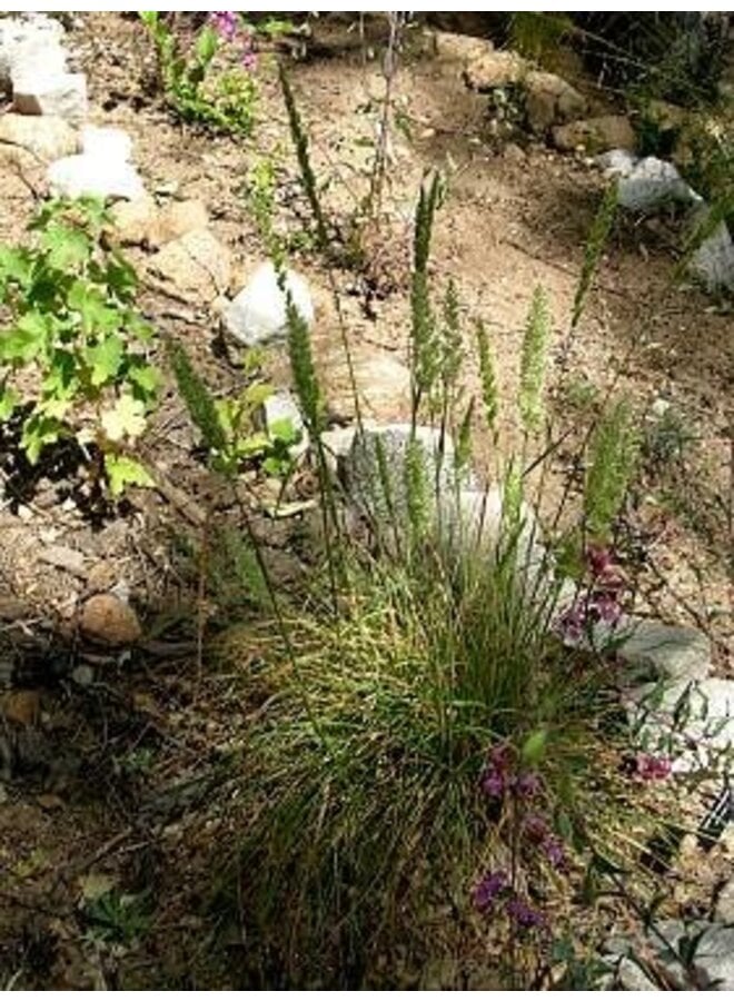 Koeleria macrantha - June Grass (Seed)