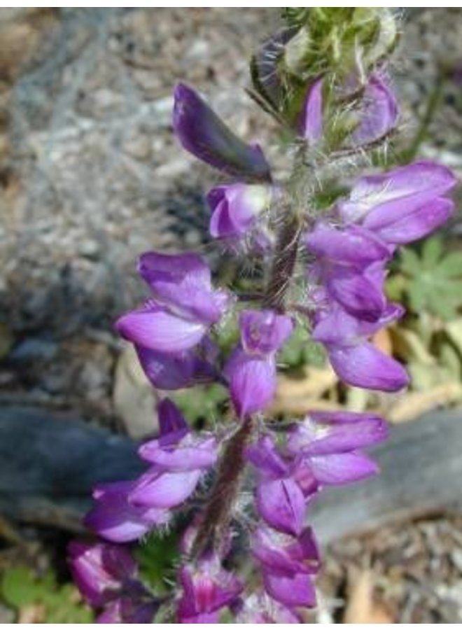 Lupinus hirsutissimus - Stinging Annual Lupine, Stinging Lupine (Seed)