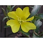 Oenothera elata ssp. hookeri - Hooker's Evening Primrose (Seed)