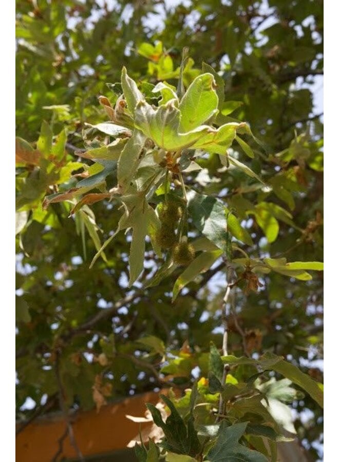 Platanus racemosa - Western Sycamore (Seed)