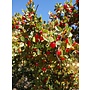Rhamnus crocea - Redberry, Redberry Buckthorn (Seed)