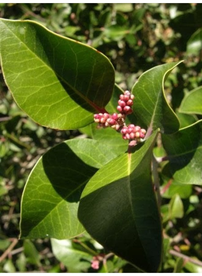 Rhus integrifolia - Lemonade Berry (Seed)